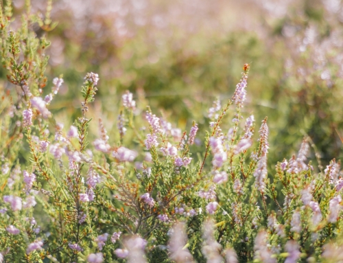 How Christian Group Therapy Can Help