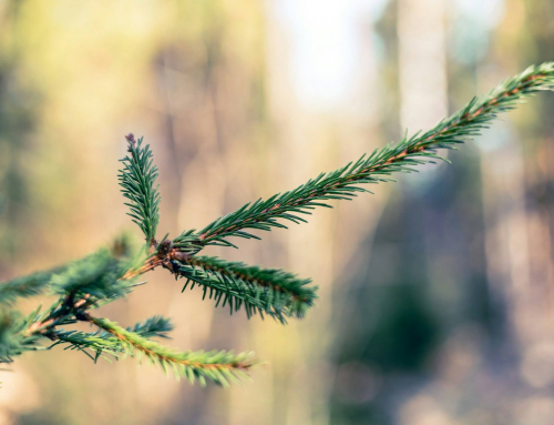 Surviving Divorce: How to Thrive While Experiencing Loss